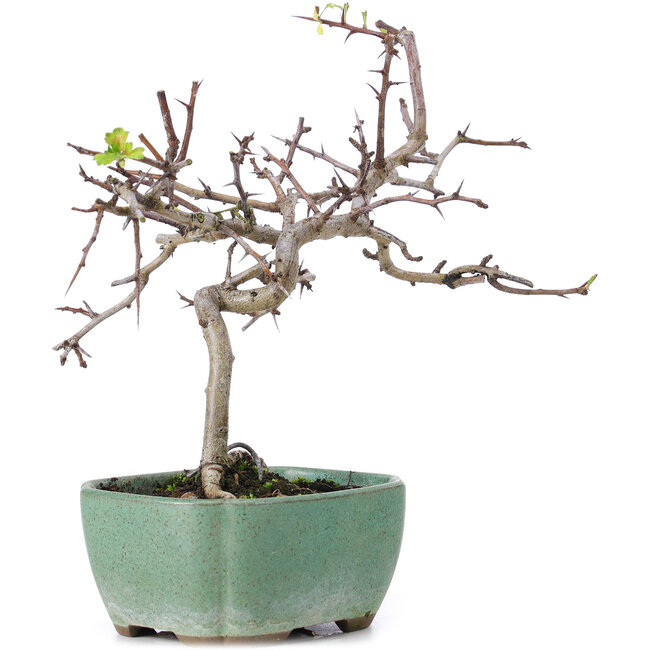 Crataegus cuneata, 19 cm, ± 10 años