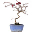 Crataegus cuneata, 20,5 cm, ± 10 Jahre alt