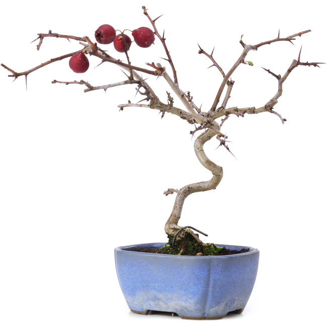 Crataegus cuneata, 20,5 cm, ± 10 anni