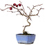 Crataegus cuneata, 20,5 cm, ± 10 years old