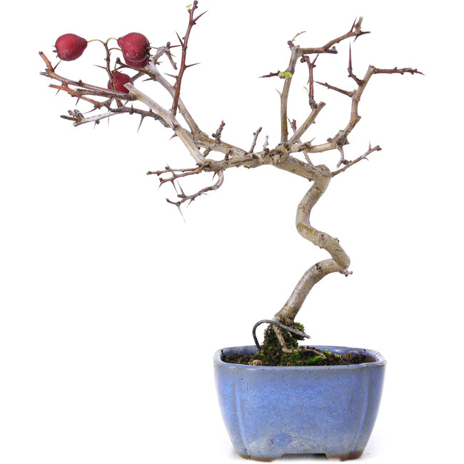 Crataegus cuneata, 20,5 cm, ± 10 Jahre alt
