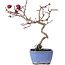 Crataegus cuneata, 20,5 cm, ± 10 years old