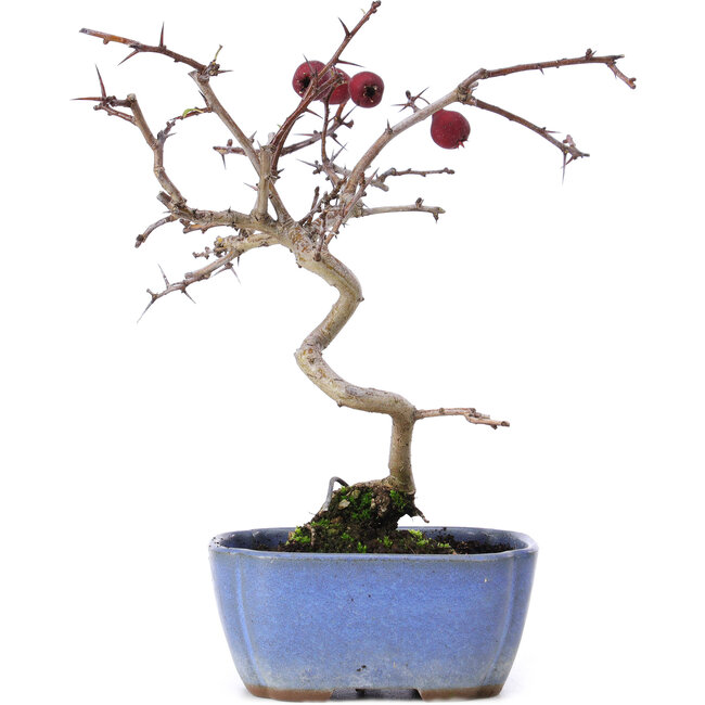 Crataegus cuneata, 20,5 cm, ± 10 años