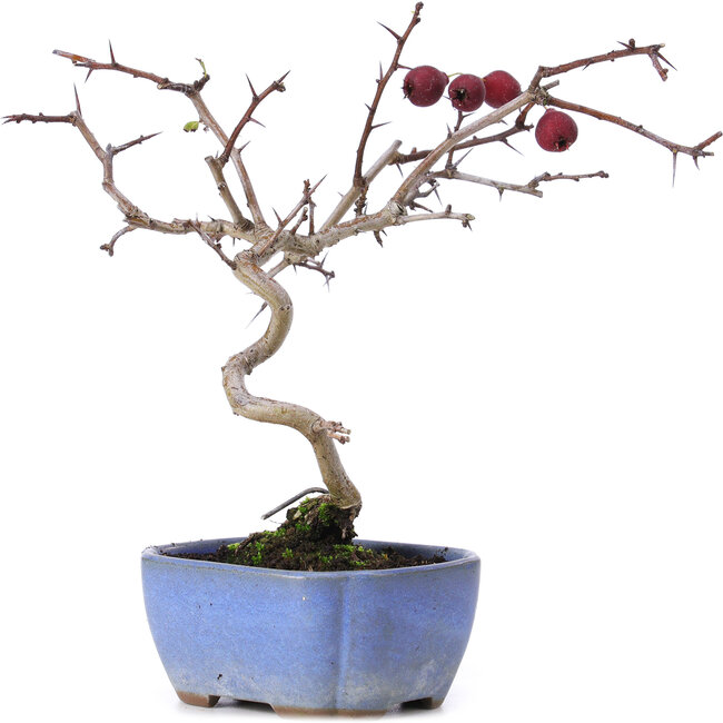 Crataegus cuneata, 20,5 cm, ± 10 anni