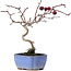 Crataegus cuneata, 20,5 cm, ± 10 years old