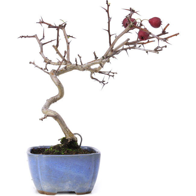 Crataegus cuneata, 20,5 cm, ± 10 years old