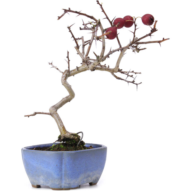 Crataegus cuneata, 20,5 cm, ± 10 Jahre alt