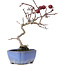 Crataegus cuneata, 20,5 cm, ± 10 Jahre alt