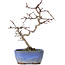 Crataegus cuneata, 19,5 cm, ± 10 years old