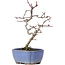 Crataegus cuneata, 19,5 cm, ± 10 years old