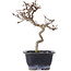 Crataegus cuneata, 19,5 cm, ± 10 years old