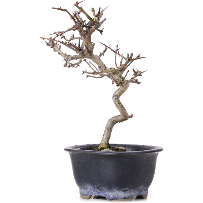 Crataegus cuneata, 19,5 cm, ± 10 jaar oud