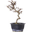 Crataegus cuneata, 19,5 cm, ± 10 jaar oud