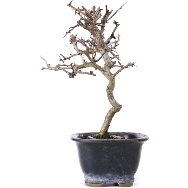 Crataegus cuneata, 19,5 cm, ± 10 jaar oud