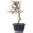 Crataegus cuneata, 19,5 cm, ± 10 jaar oud