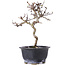 Crataegus cuneata, 19,5 cm, ± 10 jaar oud