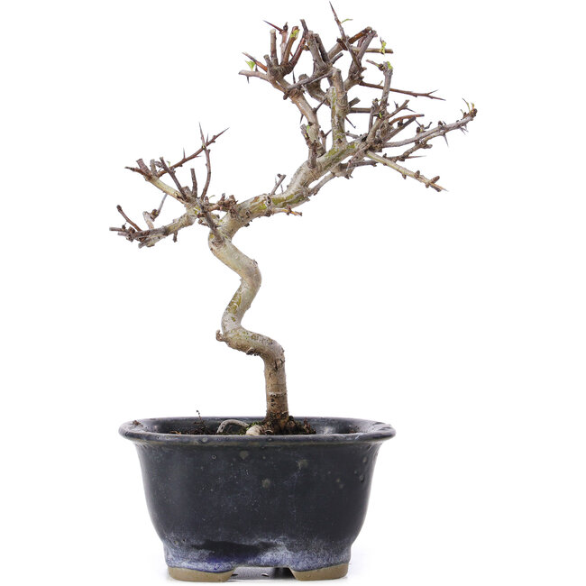 Crataegus cuneata, 19,5 cm, ± 10 jaar oud