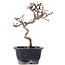 Crataegus cuneata, 19,5 cm, ± 10 years old