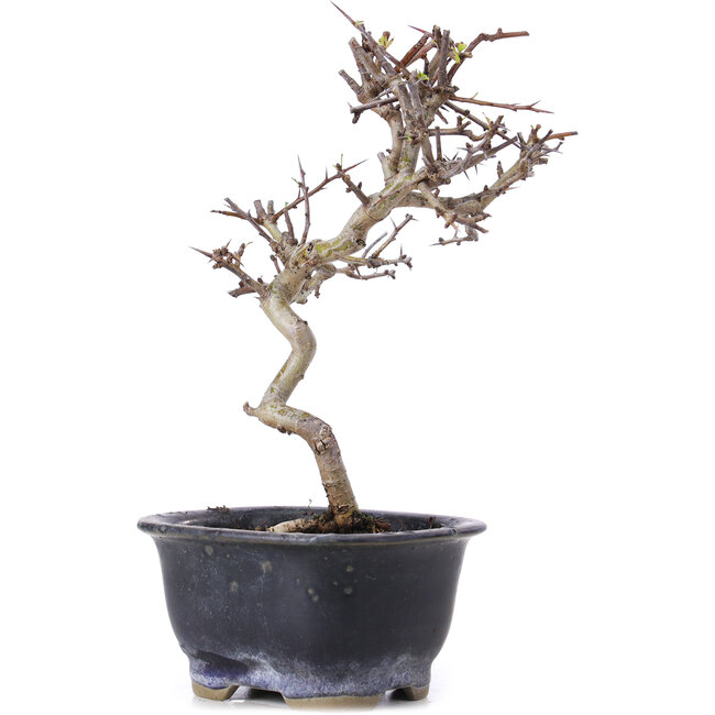 Crataegus cuneata, 19,5 cm, ± 10 años