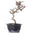 Crataegus cuneata, 19,5 cm, ± 10 jaar oud