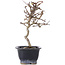 Crataegus cuneata, 19,5 cm, ± 10 years old