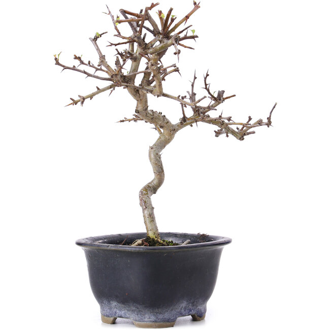 Crataegus cuneata, 19,5 cm, ± 10 Jahre alt