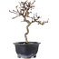 Crataegus cuneata, 19,5 cm, ± 10 jaar oud
