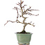 Crataegus cuneata, 19 cm, ± 10 years old, in a pot with a broken foot