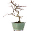 Crataegus cuneata, 19 cm, ± 10 years old, in a pot with a broken foot