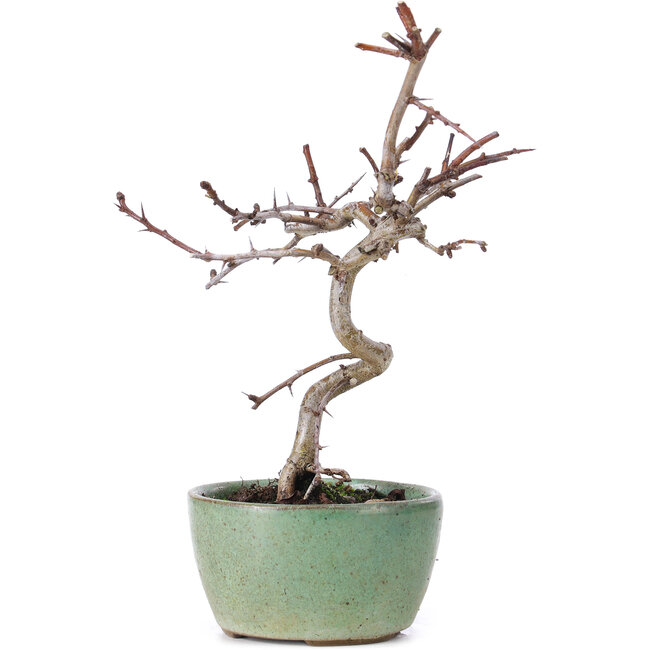 Crataegus cuneata, 19 cm, ± 10 años