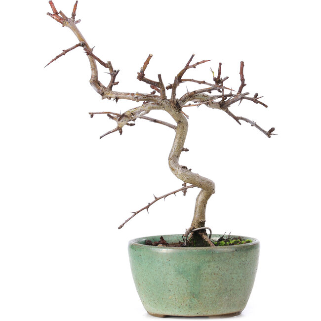 Crataegus cuneata, 19 cm, ± 10 years old