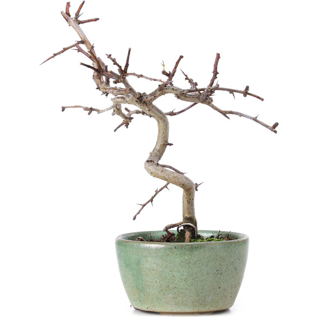 Crataegus cuneata, 19 cm, ± 10 ans