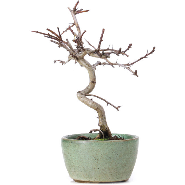 Crataegus cuneata, 19 cm, ± 10 Jahre alt