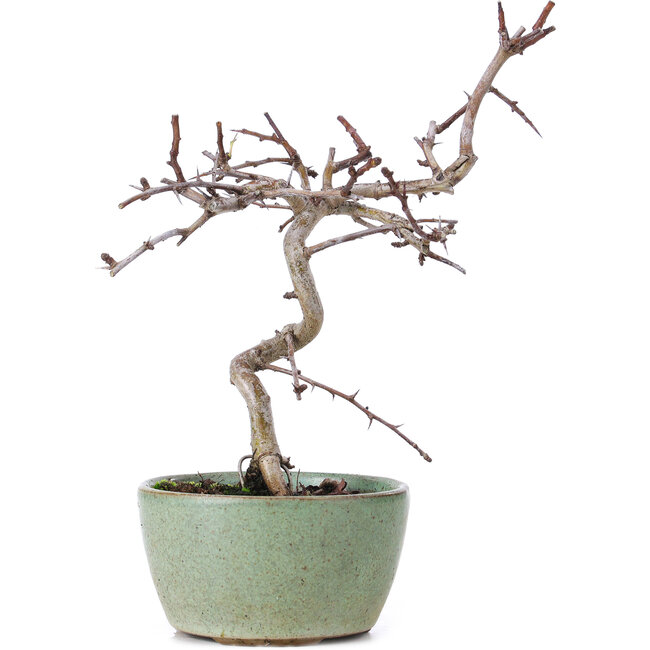 Crataegus cuneata, 19 cm, ± 10 años