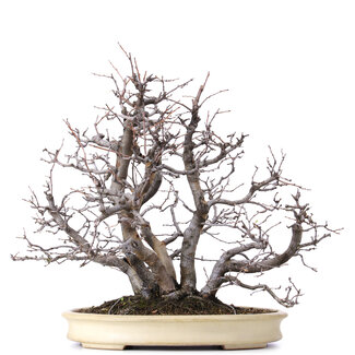 Pseudocydonia sinensis, 52 cm, ± 25 Jahre alt