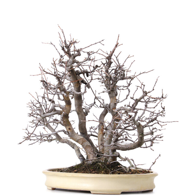 Pseudocydonia sinensis, 52 cm, ± 25 Jahre alt