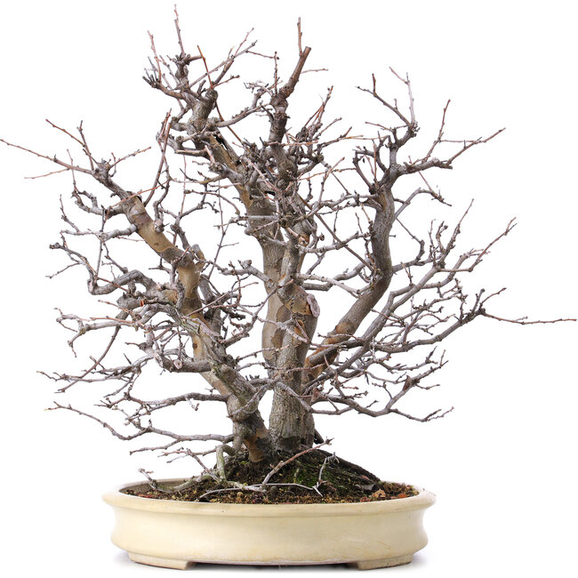 Pseudocydonia sinensis, 52 cm, ± 25 jaar oud