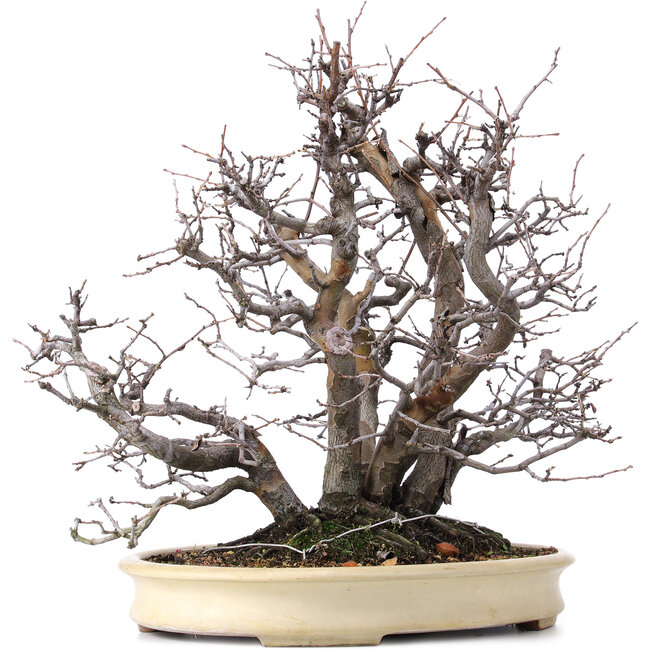 Pseudocydonia sinensis, 52 cm, ± 25 Jahre alt