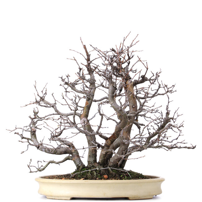 Pseudocydonia sinensis, 52 cm, ± 25 años