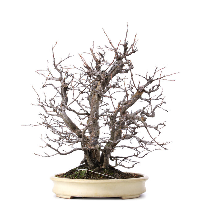 Pseudocydonia sinensis, 52 cm, ± 25 years old