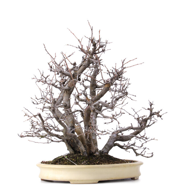 Pseudocydonia sinensis, 52 cm, ± 25 años