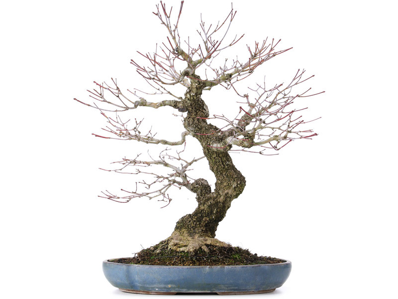 Acer palmatum Arakawa, 43 cm, ± 30 jaar oud