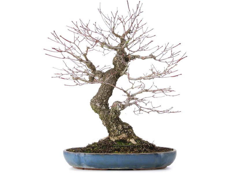 Acer palmatum Arakawa, 43 cm, ± 30 years old