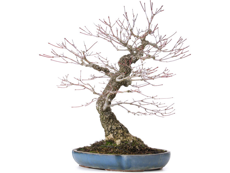 Acer palmatum Arakawa, 43 cm, ± 30 years old
