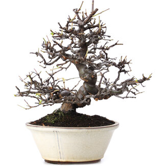 Pseudocydonia sinensis, 29,5 cm, ± 15 Jahre alt