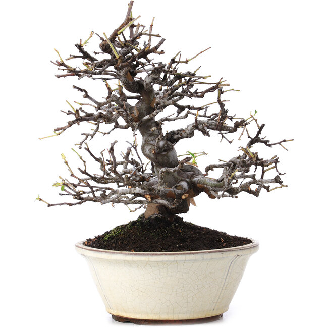 Pseudocydonia sinensis, 29,5 cm, ± 15 ans