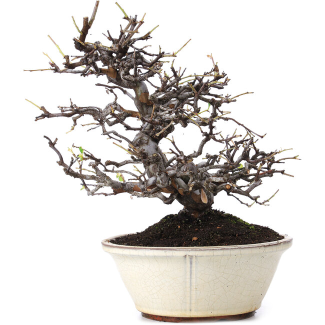 Pseudocydonia sinensis, 29,5 cm, ± 15 Jahre alt