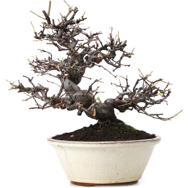 Pseudocydonia sinensis, 29,5 cm, ± 15 ans