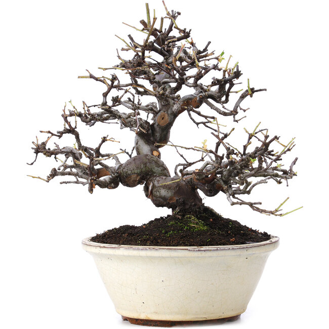 Pseudocydonia sinensis, 29,5 cm, ± 15 años