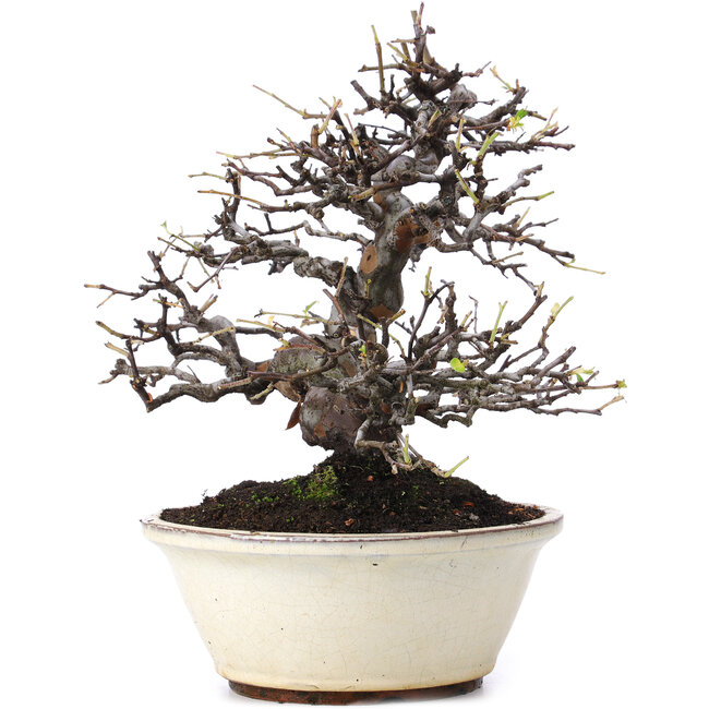 Pseudocydonia sinensis, 29,5 cm, ± 15 anni